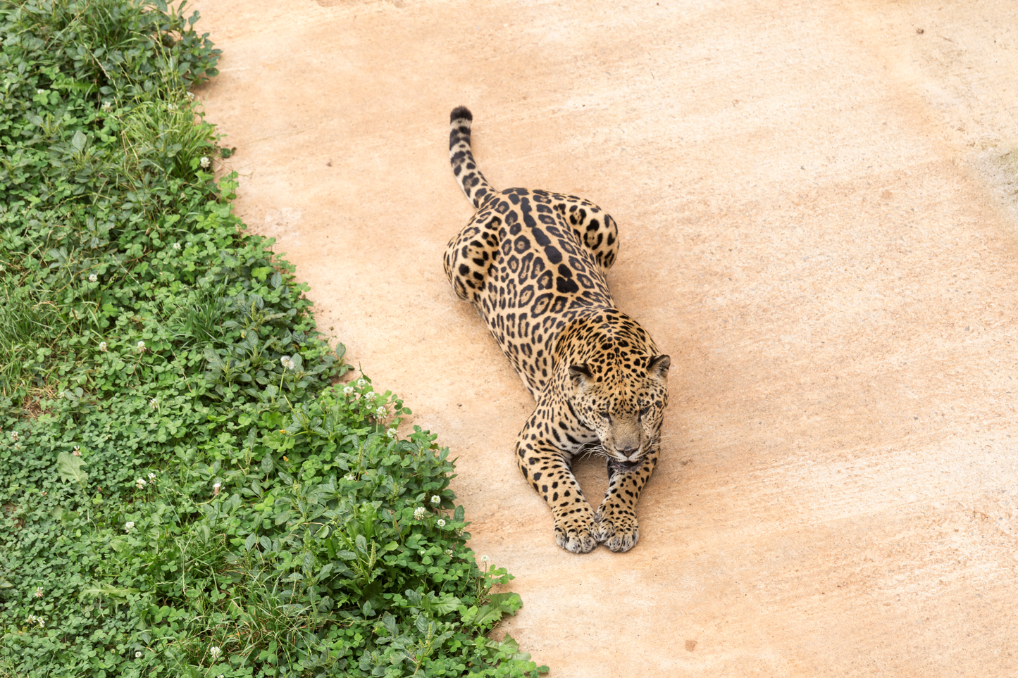 Leopard von oben auf hellem Boden liegend neben grünem Pflanzenrand