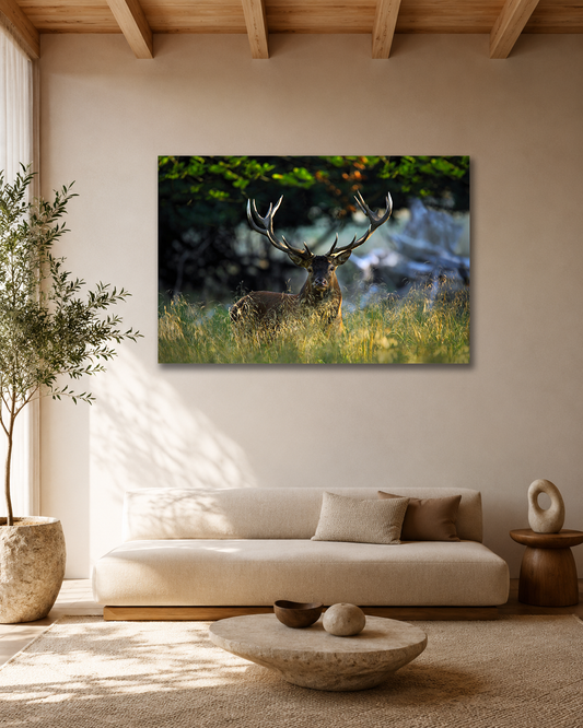 In the Light of the Forest