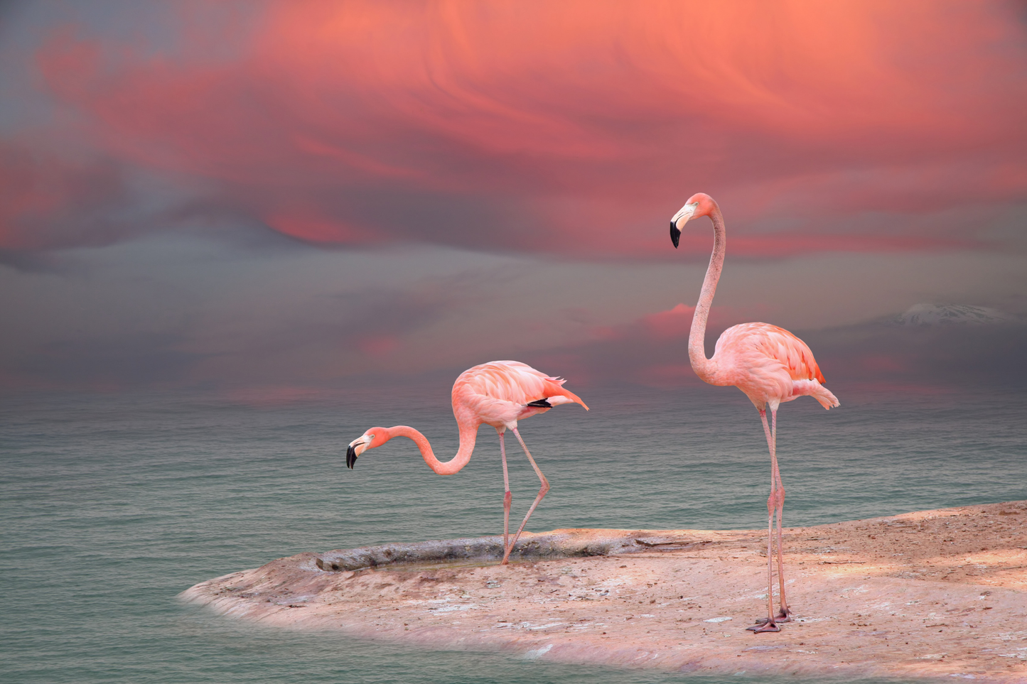 Flamingomotiv am Wasser in sanfter rosa Abendstimmung