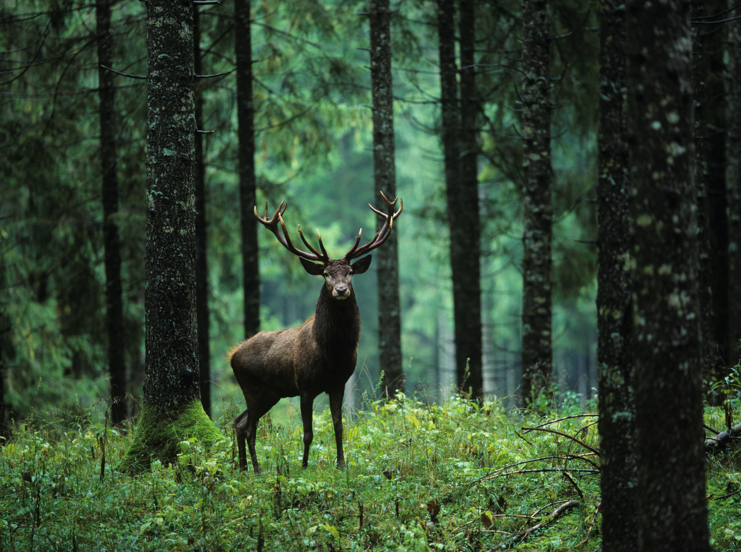 Hirsch mit großem Geweih in einem ruhigen, grünen Wald
