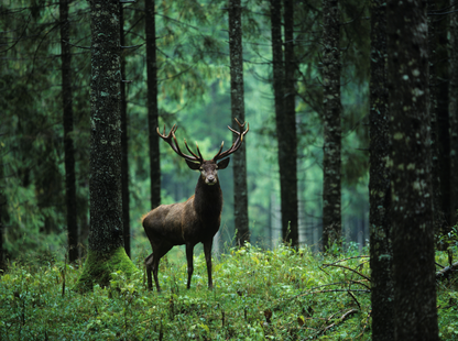 Hirsch mit großem Geweih in einem ruhigen, grünen Wald