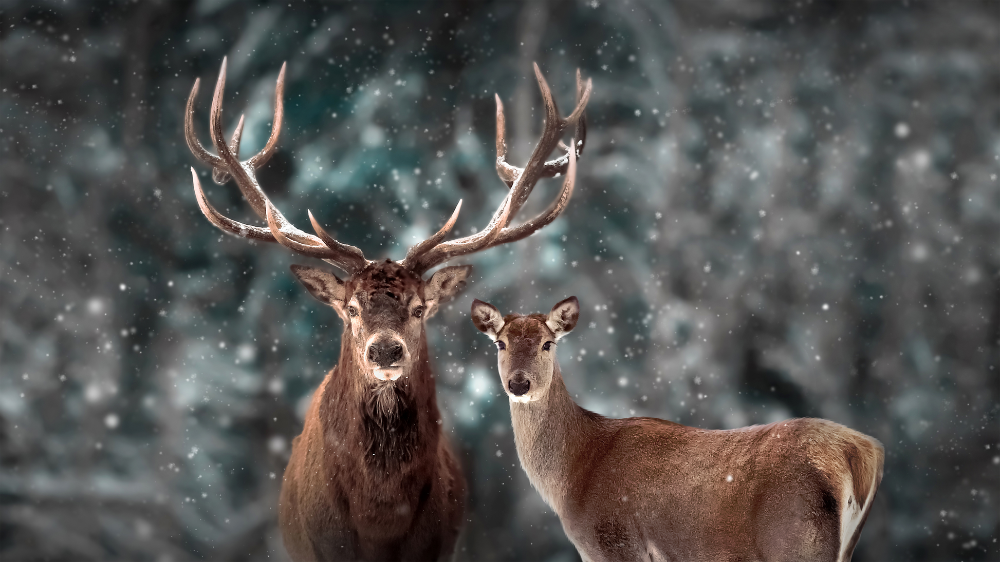 Hirsch und Hirschkuh in winterlicher Waldszene mit fallendem Schnee