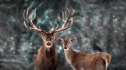 Hirsch und Hirschkuh in winterlicher Waldszene mit fallendem Schnee