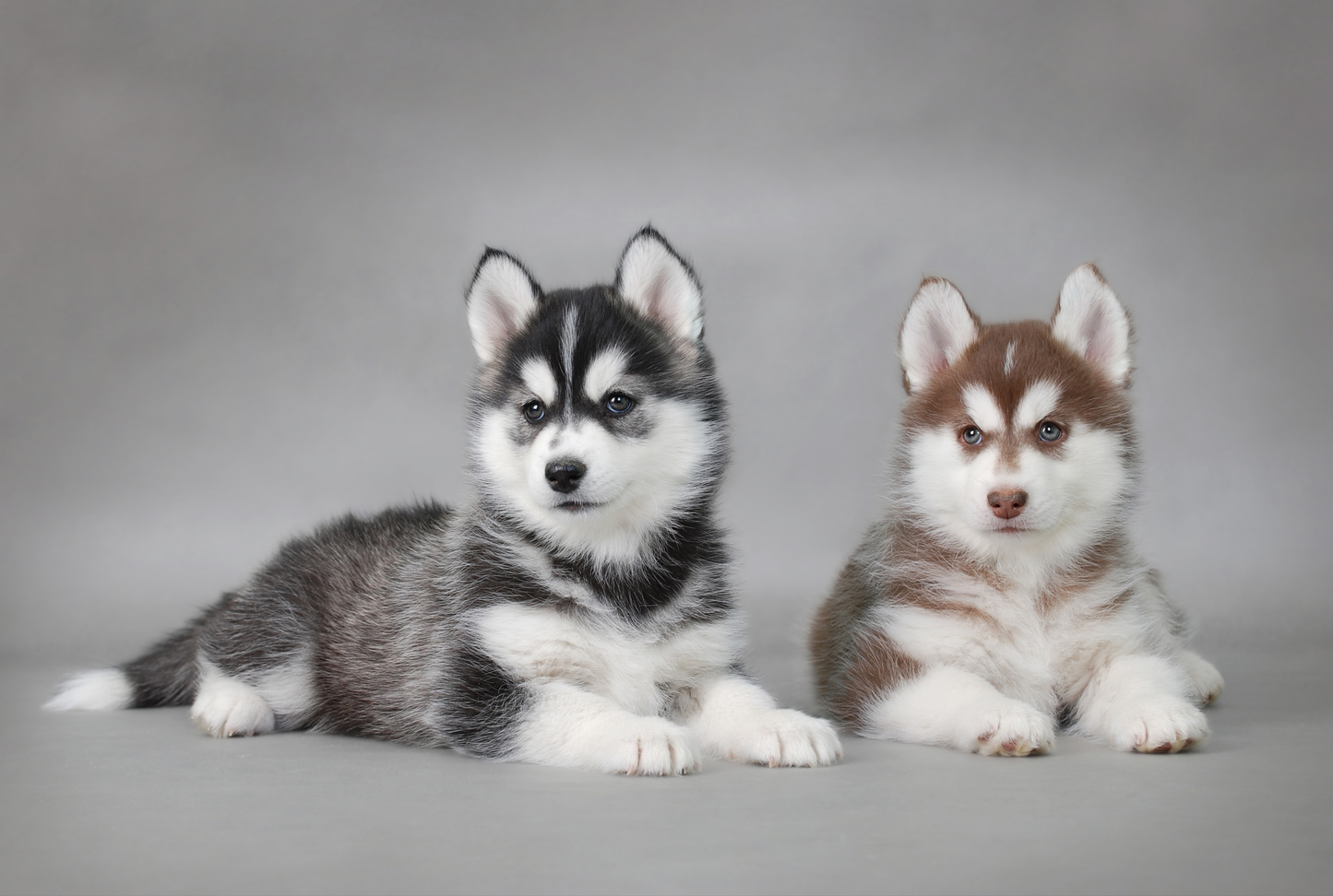 Zwei Husky-Welpen, einer schwarz-weiß und einer braun-weiß, auf grauem Hintergrund