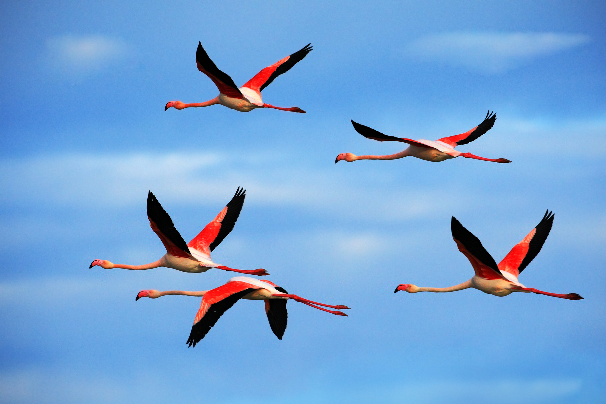 Fünf Flamingos im Flug vor blauem Himmel mit ausgebreiteten schwarz-rosa Flügeln