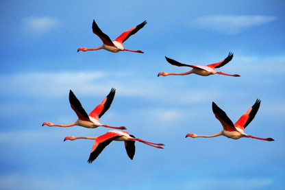 Fünf Flamingos im Flug vor blauem Himmel mit ausgebreiteten schwarz-rosa Flügeln