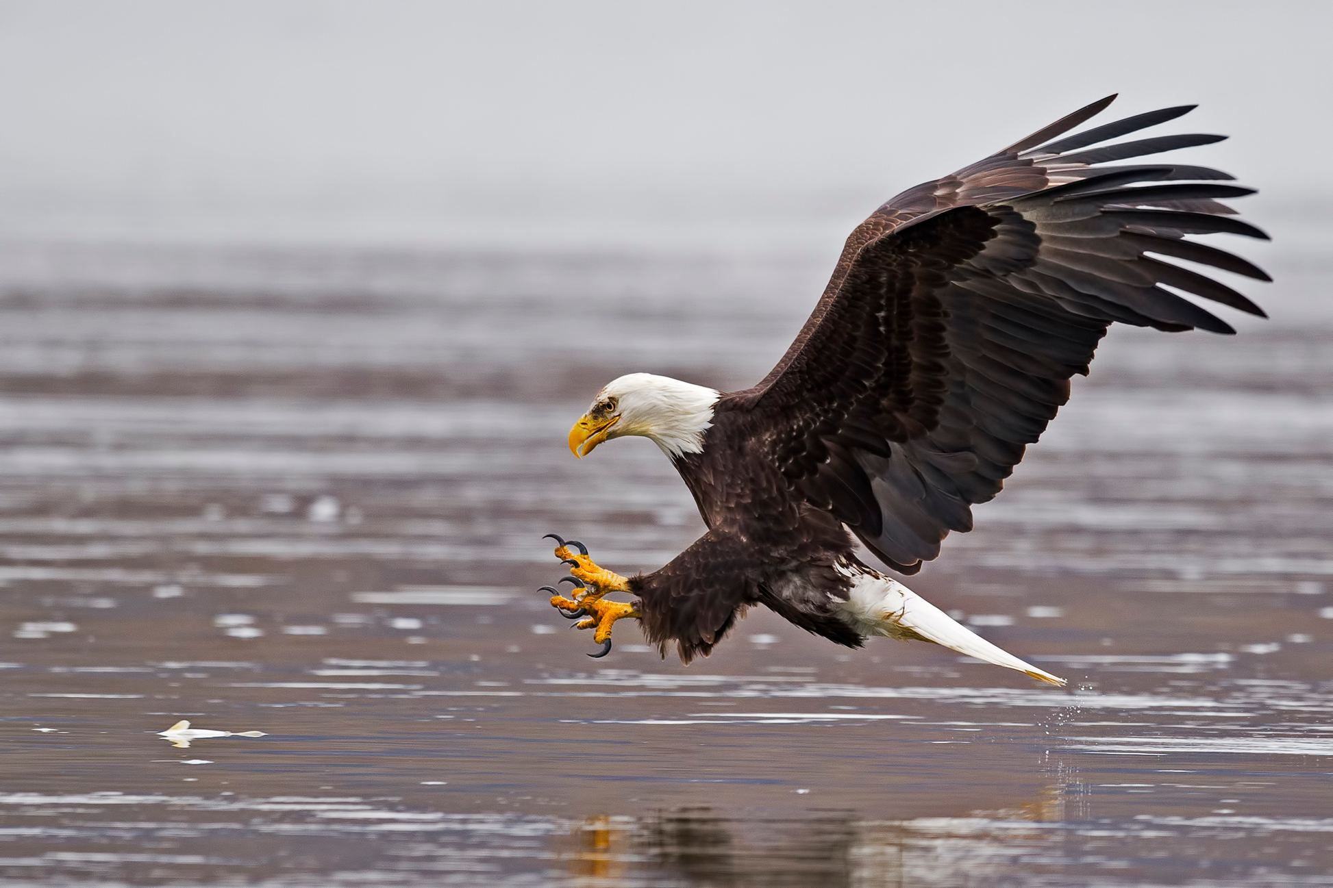 Weißkopfseeadler im Landeanflug mit ausgebreiteten Flügeln und geöffneten Krallen über dem Wasser