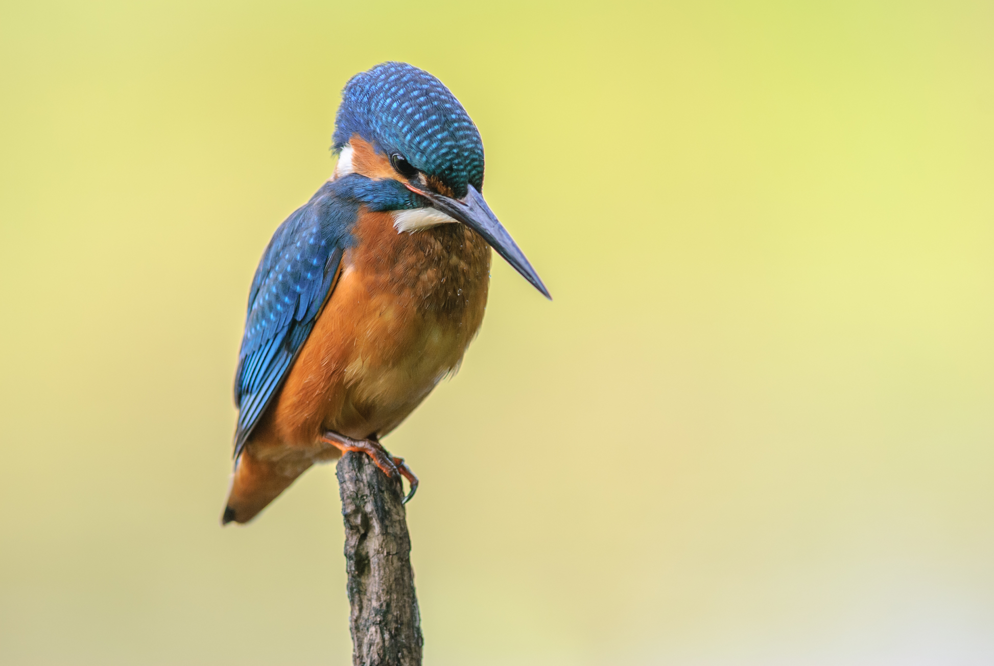 Kleiner Eisvogel mit blauem Gefieder und orangefarbener Brust auf einem Ast vor hellem Hintergrund