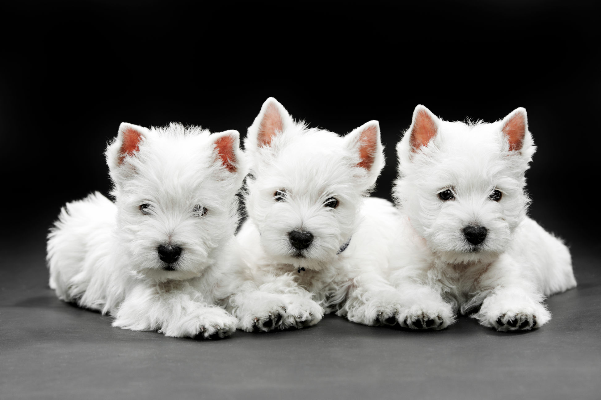 Drei weiße Westie-Welpen nebeneinander auf dunklem Hintergrund