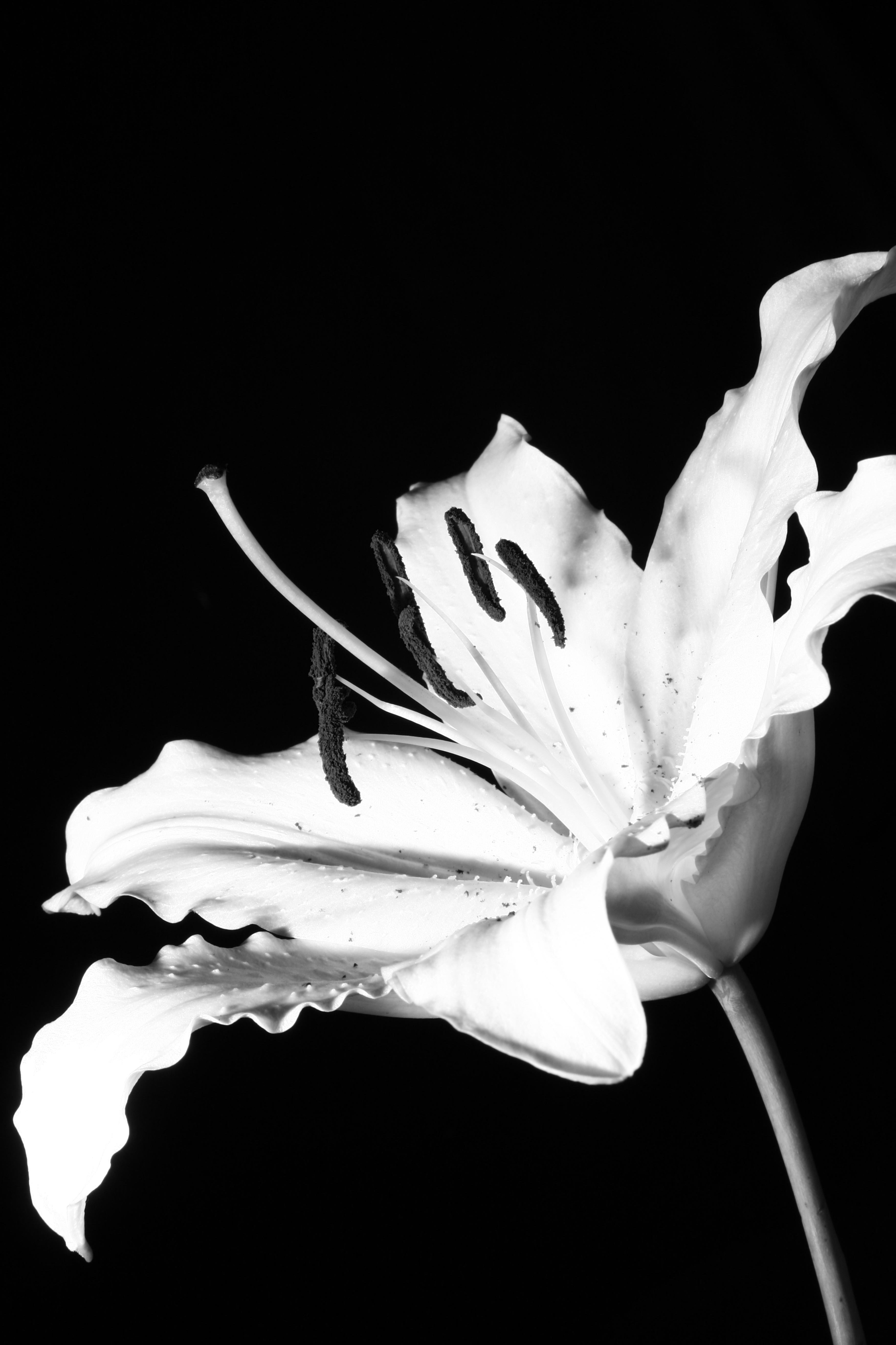 color photo