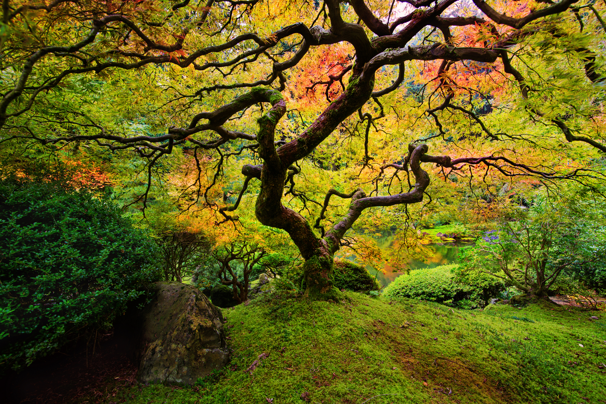 Farbenreicher Garten mit geschwungenem Baum, moosigem Boden und dichtem Laub in Grün, Gelb und Orange
