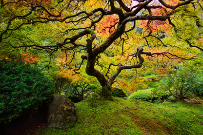 Farbenreicher Garten mit geschwungenem Baum, moosigem Boden und dichtem Laub in Grün, Gelb und Orange