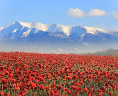Weites Mohnfeld mit roten Blüten vor schneebedeckter Bergkulisse unter klarem blauem Himmel als ruhiges Landschafts-Wandbild.