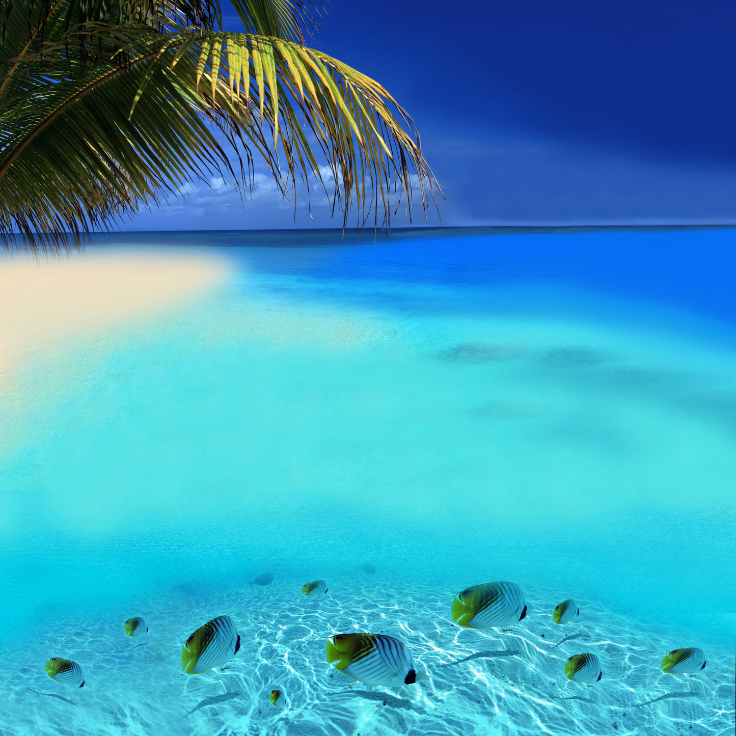 Türkisblaues Tropenmeer mit Palmenzweigen, hellem Sand und kleinen Fischen im klaren Wasser als entspanntes Strand-Wandbild.