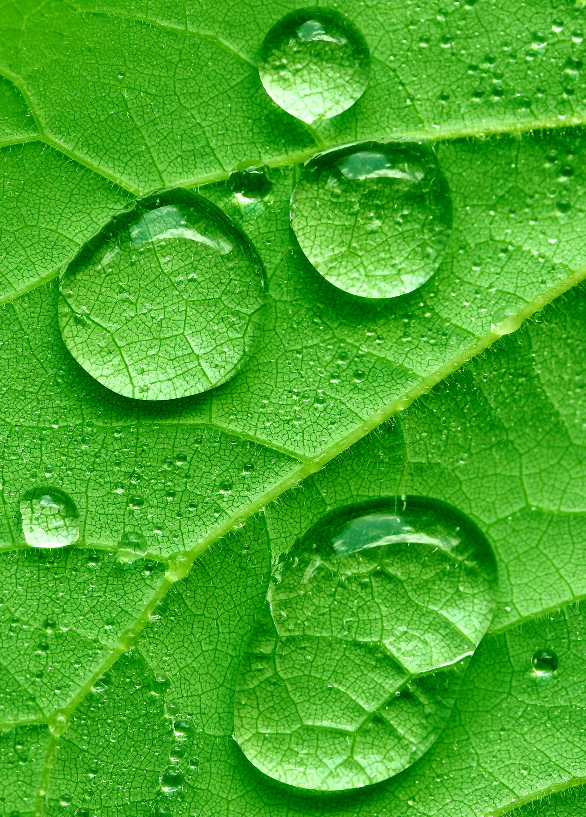 Makroaufnahme eines grünen Blattes mit klaren Wassertropfen, feinen Blattadern und frischer Naturstruktur als hochwertiges Natur- und Textur-Wandbild.